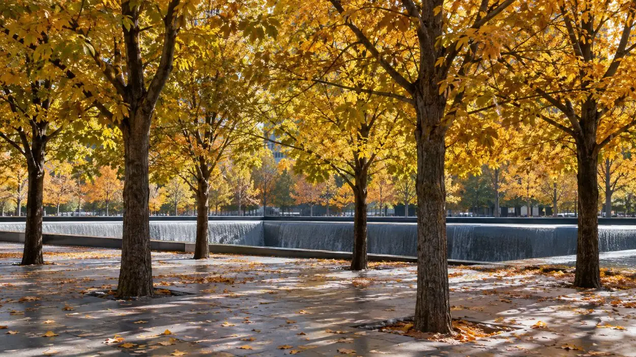 Autumn oaks on the memorial plaza with the pool waterfall beyond