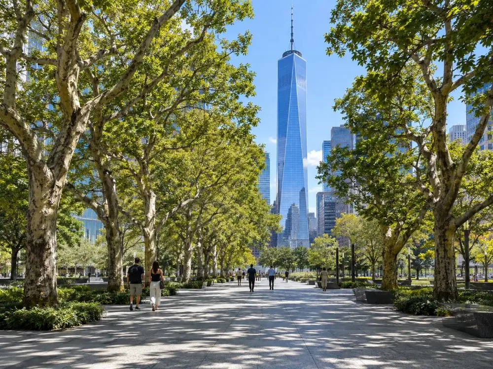 An alley of swamp white oaks on the plaza with One World Trade Center rising behind